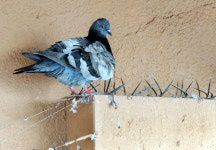 도심 비둘기는 왜 발가락을 잃나