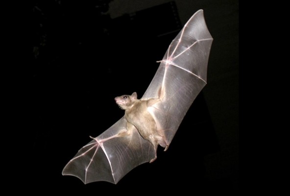 ‘바이러스의 저수지’ 박쥐가 끄떡없이 진화한 비밀 | 포토뉴스
