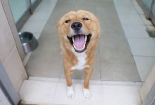 흔하다는 이유로 버리고 때리고…진도혼혈견의 수난