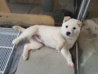 이름 없이 죽어간 ‘어미 누렁이들’을 위하여