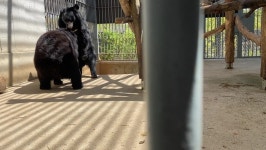 ‘크와앙’ 앞발로 첫인사…사육곰 ‘곰이’ 새 가족 만나던 날