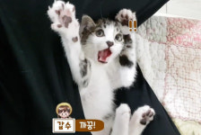 충남대, 동물학대 의혹 유튜버 ‘갑수목장’ 진상조사 나섰다