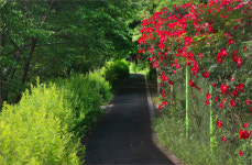 [탁기형의 비어 있는 풍경] 봄과 여름 그 사이
