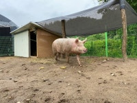 농장서 구조된 돼지 새벽이의 ‘다른 삶’이 시작됐다