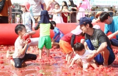 해마다 6월이면 퇴촌면이 들썩…오감 만족 토마토축제