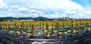 오색 색동저고리 입은 제천 의림지 뜰
