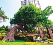 푸른 숲을 걷는 제복의 학생들, 푸르게 빛났다