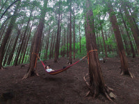 [ESC] 여행, 휴식 넘어 건강까지…‘치유의 숲’이 부른다