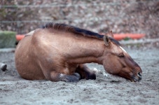 [SPECIAL] 이 시대의 마의(馬醫), 말 수의사