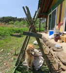 실상사 마스코트 개, 다동이에게도 불성이 있는가