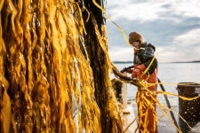 다시마 육포·다시마 버거…해초도 고기가 될 수 있다