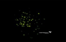 반딧불이 삼킨 두꺼비는 어떻게 됐을까