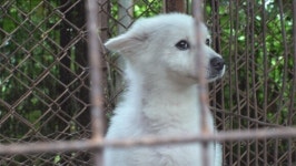 [주말 TV 본방사수] 지자체 위탁 유기동물 보호센터 실태