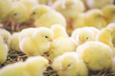 독일, 수컷 병아리 ‘대량학살’ 막는다