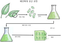 식물 세포를 배양해 목재를 만든다