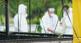 고병원성 조류 인플루엔자, 제주도 뚫렸다