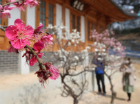 [포토] 봄 그리고 꽃