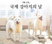 “사지 말고 입양하세요” 오늘은 국제 강아지의 날
