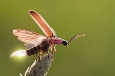반딧불이, 발광 경고 더해 초음파 쏘아 박쥐 물리친다
