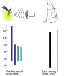 반딧불이, 발광 경고 더해 초음파 쏘아 박쥐 물리친다