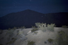 목마른 사슴이 찾는 샘터, ‘생태계 엔지니어’의 작품