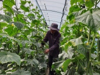 전북 ‘해충 나올 때 맞춰 천적 투입’ 채소농가 늘어난다