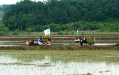 [현장] 연천 군남댐 홍수조절지 ‘평화경작지’ 첫 모내기