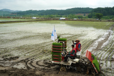 [현장] 연천 군남댐 홍수조절지 ‘평화경작지’ 첫 모내기
