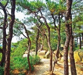 제멋대로 자란 키 작은 소나무, 숲을 이루니 아름답다