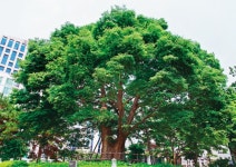 제멋대로 자란 키 작은 소나무, 숲을 이루니 아름답다