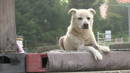 소소한 것들의 소소하지 않은 역사