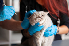 10살 넘은 묘르신 6개월마다 검진받아야