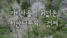 [영상] “구상나무, 지리산 찾을 때마다 하얗게 죽어가고 있다”