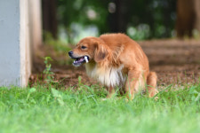 아파트단지 떠돌이 개의 다섯 가지 눈빛