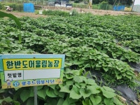 “해남 고구마·북한 무 함께 키워요”…남쪽의 탈북민 농장