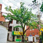 산은 낮지만 숲은 깊고, 옛이야기는 더욱 웅숭깊다