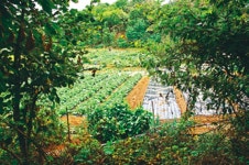 숲이 하늘을 가리면, 그 온화한 기운에 생각이 자란다