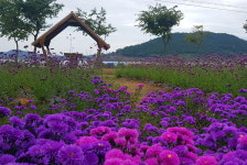 [ESC] 보라·분홍 물결에 내 마음 출렁