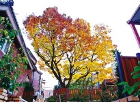 단풍은 스스로 맑고 곱게 변해, 사람들 마음 씻어준다