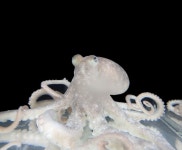 오징어·낙지도 ‘고통’ 느낀다…런던대 “산 채 삶는 건 잔인”