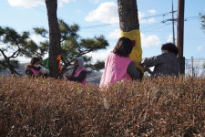 “나무야 안아줄게”…진천 가로수 300그루, 목도리 둘렀다