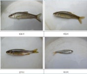 “1급 수종 버들치가 돌아왔어요”…광주 내지천 8개월 만의 변화