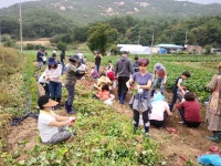 괴산에 웬 ‘서울’농장?…알고 보면 상주·영암에도 있어요
