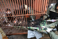 [르포] 22마리 사육곰, 뜬장 밖 ‘자유의 땅’으로 떠나던 날