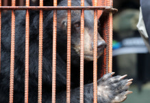 [르포] 22마리 사육곰, 뜬장 밖 ‘자유의 땅’으로 떠나던 날