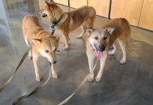 ‘개농장 구조’ 진도개 돌려달라는 진도군…“보호비용은 못 줘”