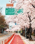 영등포구, 여의도 벚꽃길 3년 만에 연다…31일~4월8일 개방