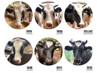 국내 최초 ‘소 보금자리’ 인제에 자리 잡는다