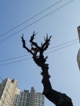 흉물스런 ‘닭발 가지치기’는 나무 탓? 구의로 튤립나무는 죄가 없다