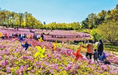10만주 철쭉 속을 ‘꽃 같은 사람’과 함께…